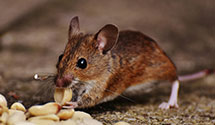 24 Hour & Emergency Exterminators in Duke Medical Ctr, NC